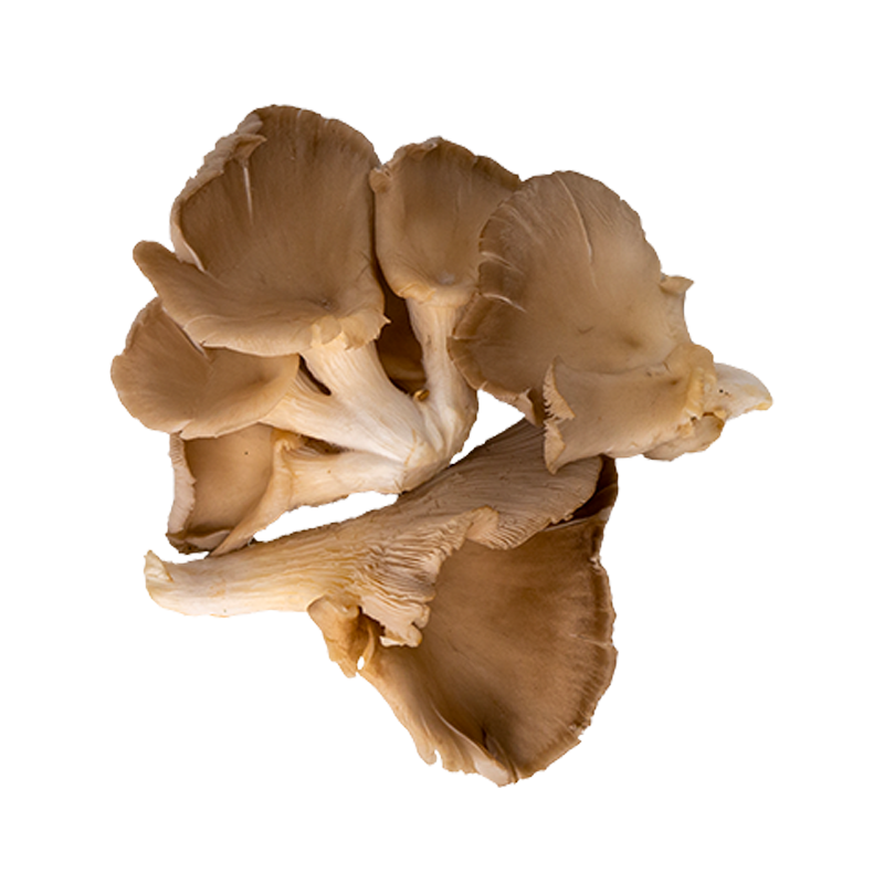 Oyster Mushroom | Poland | Class I